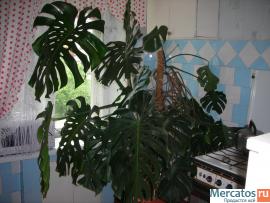 Продам комнатное растение 2
