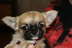 Щенки Чихуахуа