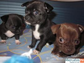 питомник чихуахуа 3