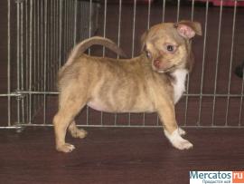 питомник чихуахуа