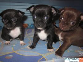 питомник чихуахуа 3