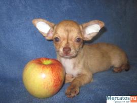 питомник чихуахуа 4