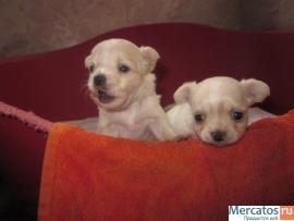 питомник чихуахуа 2