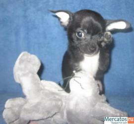 питомник чихуахуа 6