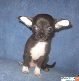 питомник чихуахуа 7