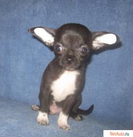 питомник чихуахуа