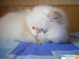 Продам персидских котят 3