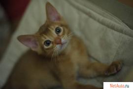 Абиссинские котята