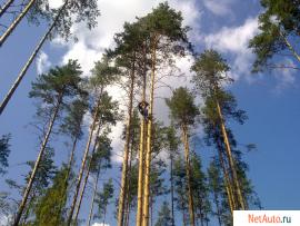 Валка деревьев по частям, обрезка сучьев