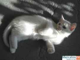 Киса белая, 2 месяца 3
