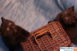 Чистокровные британские котята 7