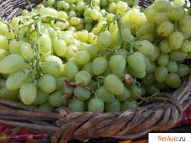 Продаю готовый бизнес:-молодой виноградник и 2 га. земли