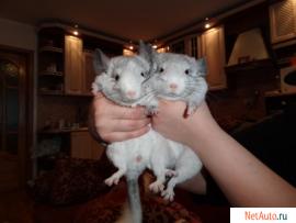 шиншиллы
