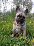 продаются щенки французского бульдога