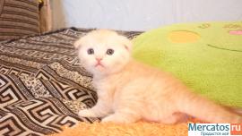 Продам шотландских котят 2