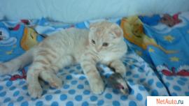 Продам шотландских котят