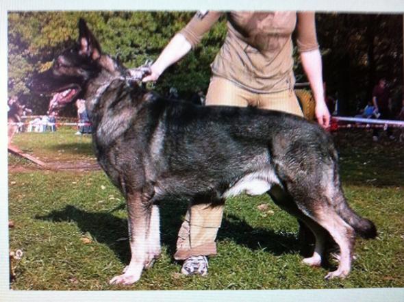 Продам щенков восточно-европейской овчарки