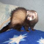 Продам декоративного хорька (фретка)