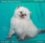 Котята невские голубоглазые!