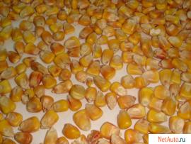 Кукуруза