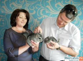 Шиншиллы и шиншилята 2