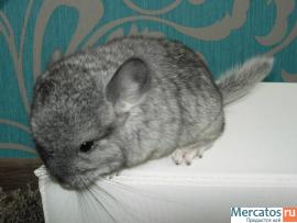 Шиншиллы и шиншилята