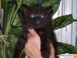 британские и шотландские котята разных окрасов и возрастов 4
