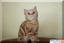 Эксклюзивный мраморный помет Кот Гарфилд 4