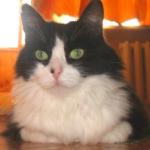 Отдам: Люсьенна – красивая самодостаточная кошка!