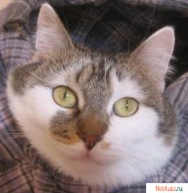 Отдам: Мурашка – доброжелательная, интеллигентная кошечка.