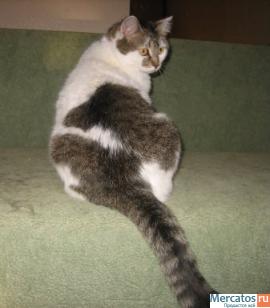 Отдам: Мурашка – доброжелательная, интеллигентная кошечка. 2