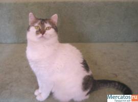 Отдам: Мурашка – доброжелательная, интеллигентная кошечка. 5