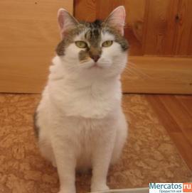 Отдам: Мурашка – доброжелательная, интеллигентная кошечка. 4