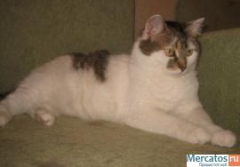 Отдам: Мурашка – доброжелательная, интеллигентная кошечка. 3