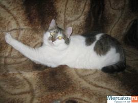 Отдам: Мурашка – доброжелательная, интеллигентная кошечка. 7