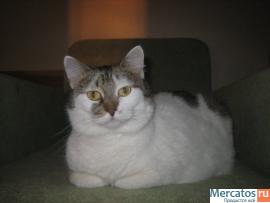 Отдам: Мурашка – доброжелательная, интеллигентная кошечка. 6