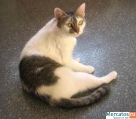 Отдам: Мурашка – доброжелательная, интеллигентная кошечка. 8