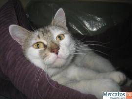 Отдам: Мурашка – доброжелательная, интеллигентная кошечка. 10