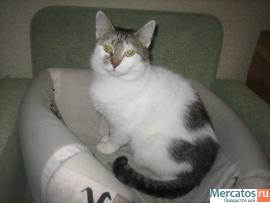 Отдам: Мурашка – доброжелательная, интеллигентная кошечка. 9
