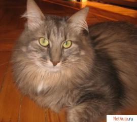 Отдам: Француз, крупный вальяжный кот - прекрасный характер!