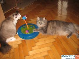 Отдам: Француз, крупный вальяжный кот - прекрасный характер! 3