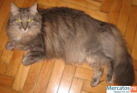 Отдам: Француз, крупный вальяжный кот - прекрасный характер! 2