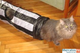 Отдам: Француз, крупный вальяжный кот - прекрасный характер! 4