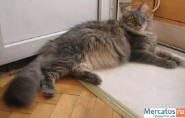 Отдам: Француз, крупный вальяжный кот - прекрасный характер! 5