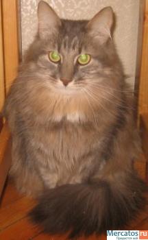 Отдам: Француз, крупный вальяжный кот - прекрасный характер! 9