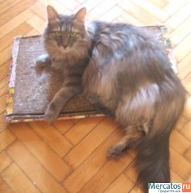 Отдам: Француз, крупный вальяжный кот - прекрасный характер! 8