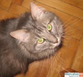 Отдам: Француз, крупный вальяжный кот - прекрасный характер! 7