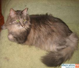 Отдам: Француз, крупный вальяжный кот - прекрасный характер! 6