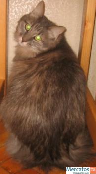 Отдам: Француз, крупный вальяжный кот - прекрасный характер! 10