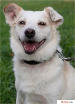 Отдам: Белая Белинда – рыжее ухо. Мелкая собачка ищет Хозяина!